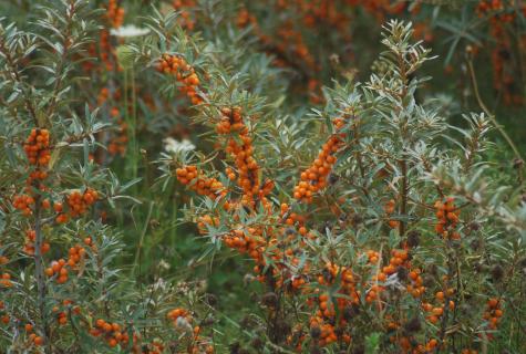 Prevention of leaves of a sea-buckthorn from diseases and how to cure a plant
